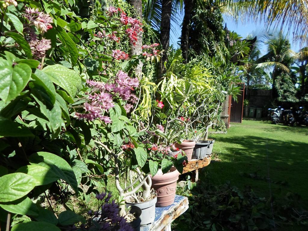 Bali Aman Darling House Hotel Canggu  Exterior photo